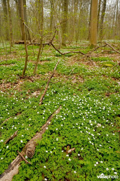 Het Zoniënwoud in de lente