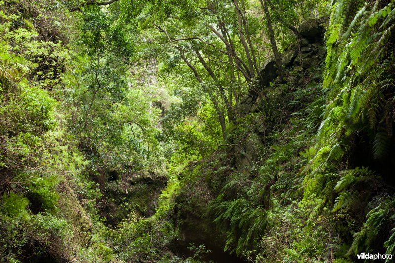 Laurierbos in Los Tilos