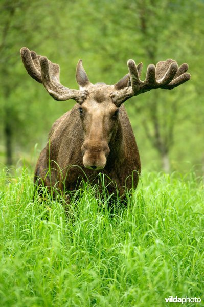 Eland