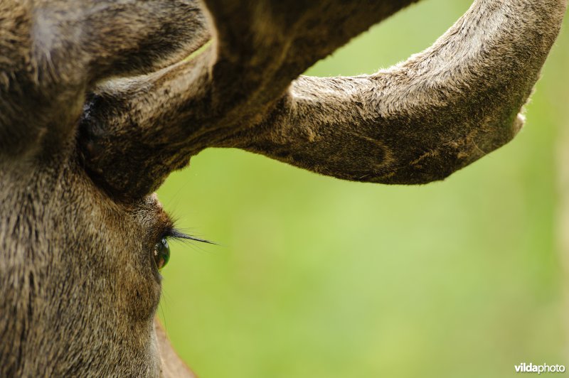 Eland