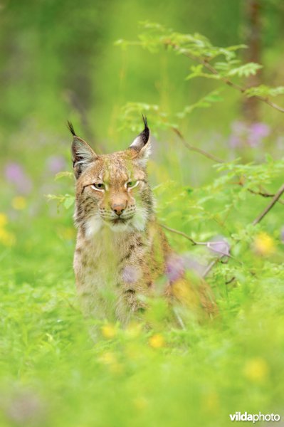 Lynx