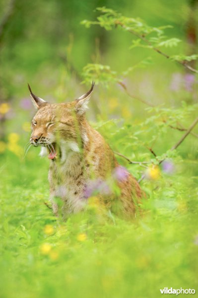 Geeuwende Lynx