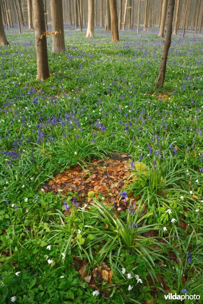 Beukenbos in de lente