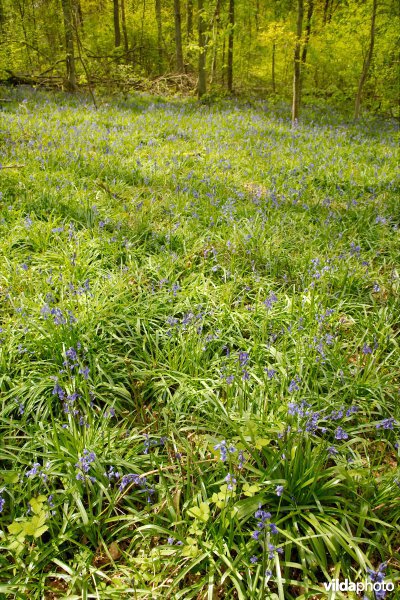 9130 Beukenbossen Asperulo-Fagetum