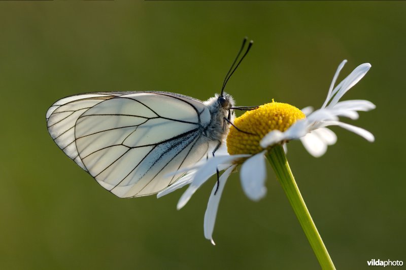 Groot geaderd witje op Margriet