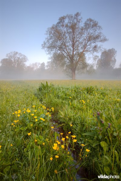 Dottergrasland