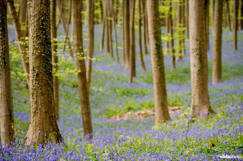 Beukenbossen van het type Asperulo-Fagetum