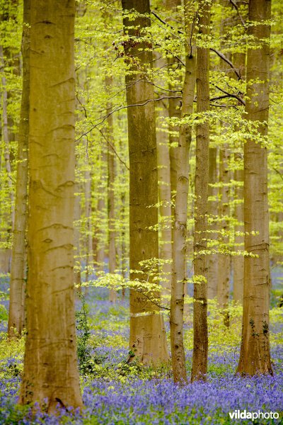 Beukenbossen van het type Asperulo-Fagetum