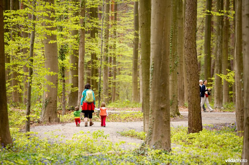 Beukenbossen van het type Asperulo-Fagetum