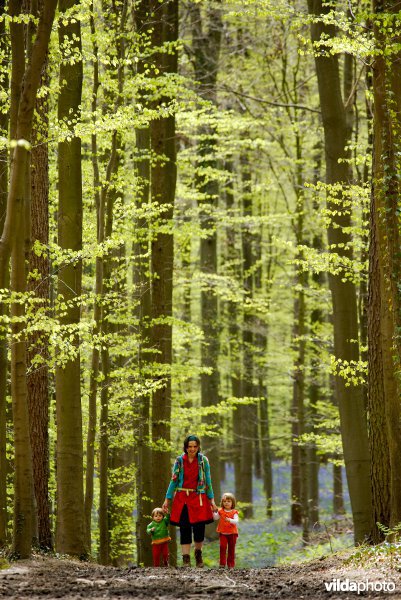 Beukenbossen van het type Asperulo-Fagetum