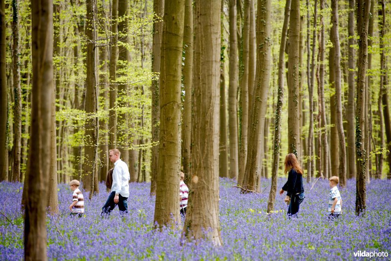 Wandelen dwars door de hyacinten