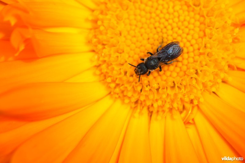 Bijtje op Goudsbloem