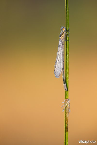 Azuurjuffer met exuvium