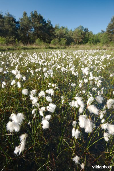 Ven in natte heide