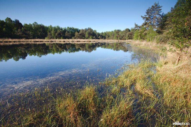 Ven in natte heide