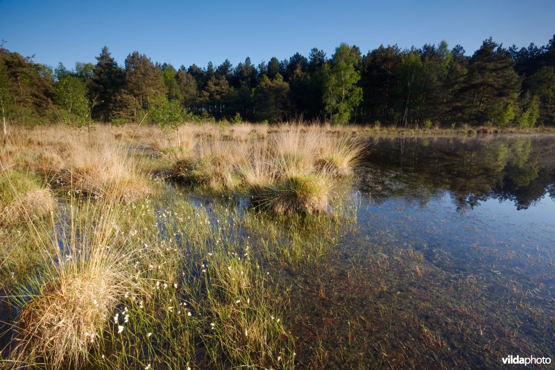 Ven in natte heide