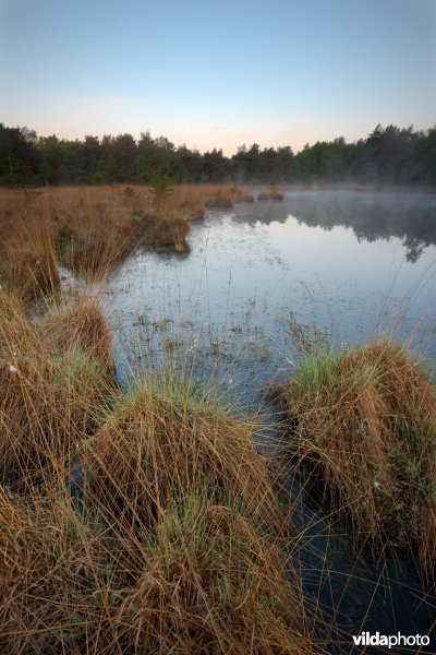 Ven in natte heide