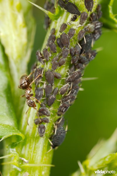 Mier met bladluizen