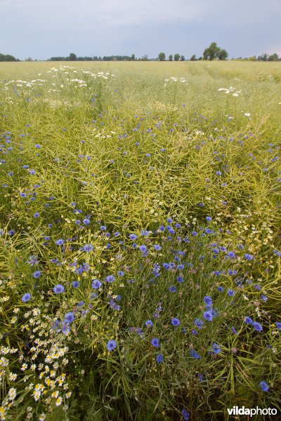 Bloemrijke akker