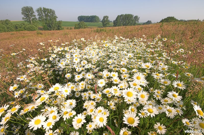 Margrieten in het Rosdel