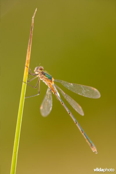 Gewone pantserjuffer