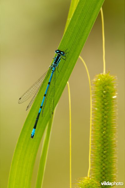 Azuurwaterjuffer