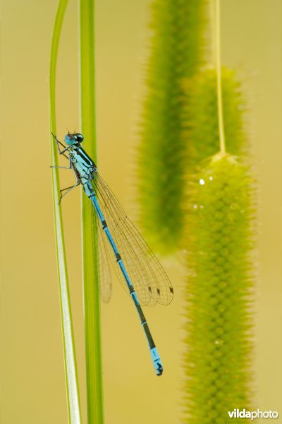 Azuurwaterjuffer