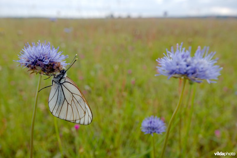 Groot geaderd witje op Zandblauwtje