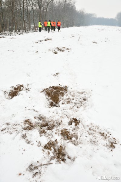 Everzwijnjacht in Vloethemveld