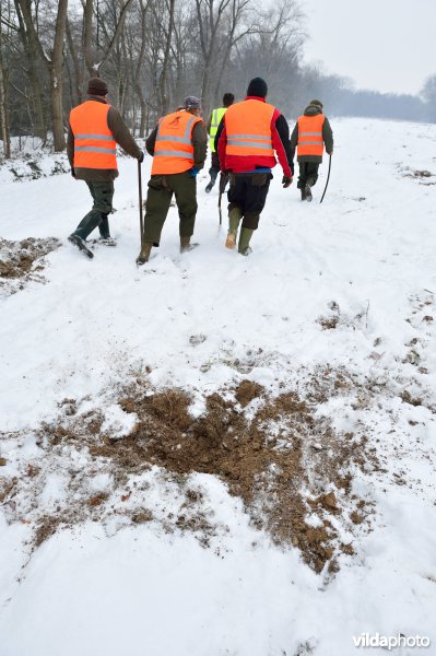 Everzwijnjacht in Vloethemveld
