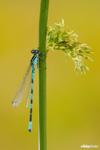 Speerwaterjuffer