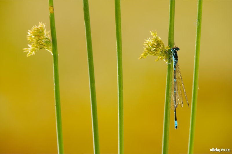 Variabele waterjuffer
