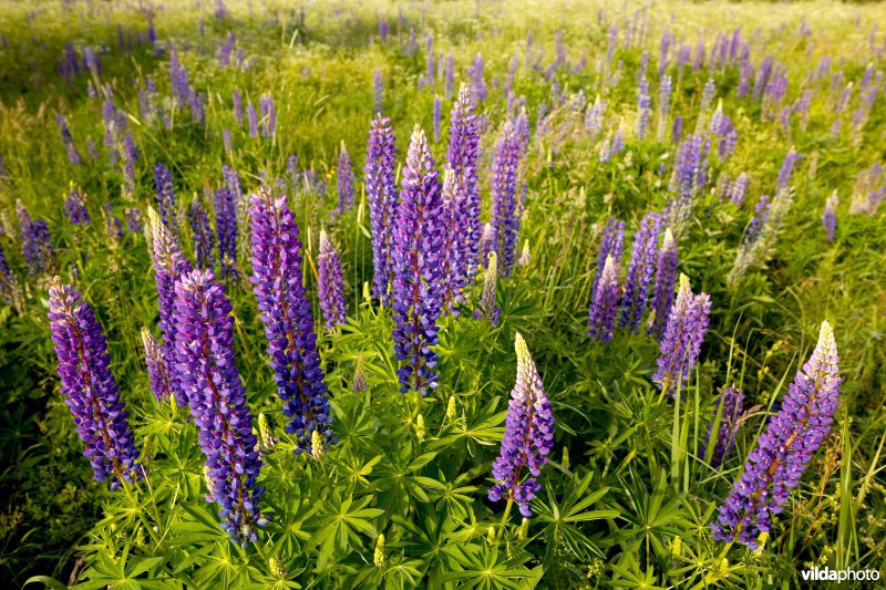 Wilde lupines