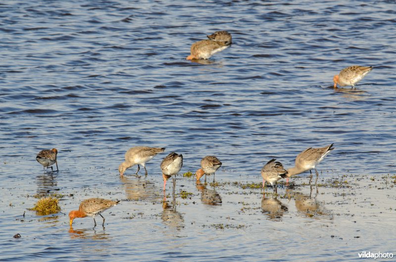 Grutto's zoeken voedsel in ondiep water