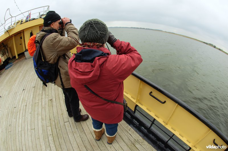 Vogelaars tellen vogels op het IJsselmeer.