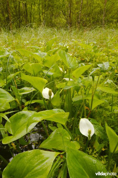 Verlandingsvegetatie