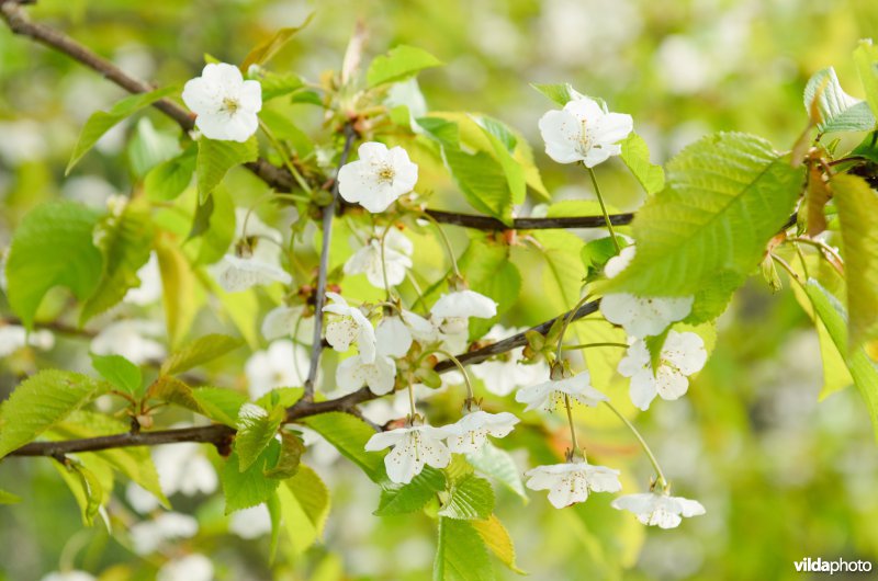 Bloeiende zoete kers