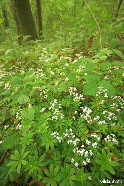 Lievevrouwbedstro in het Karkoolbos