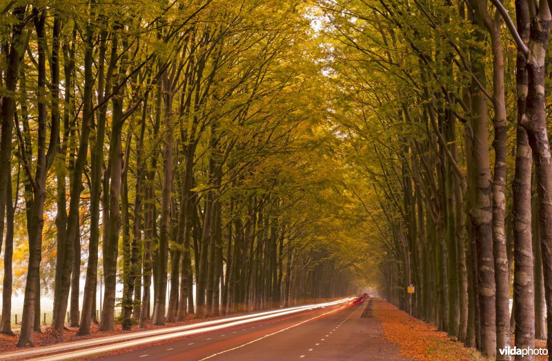 Verkeer raast door een dubbele beukenlaan tussen Ellecom en De Steeg