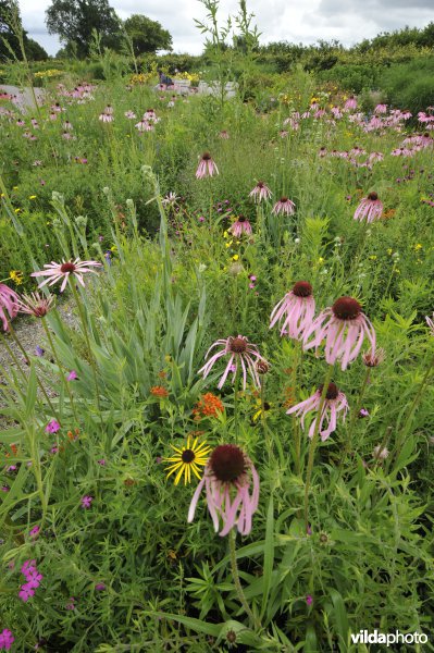 Border met Rode zonnehoed