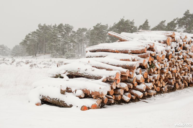 Gezaagde boomstammen liggen opgetast langs een weg in het Nationaal Park de Hoge Veluwe