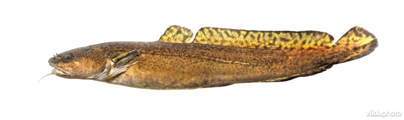 Kwabaal
