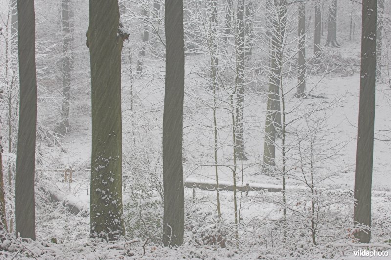 Brakelbos in de sneeuw