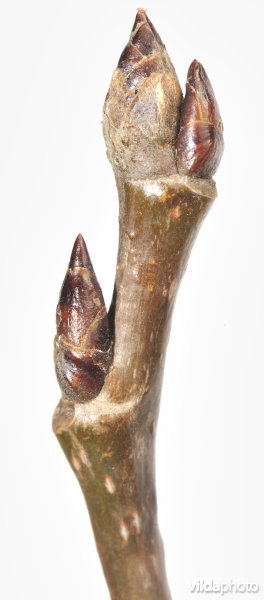 Twijg van Ratelpopulier