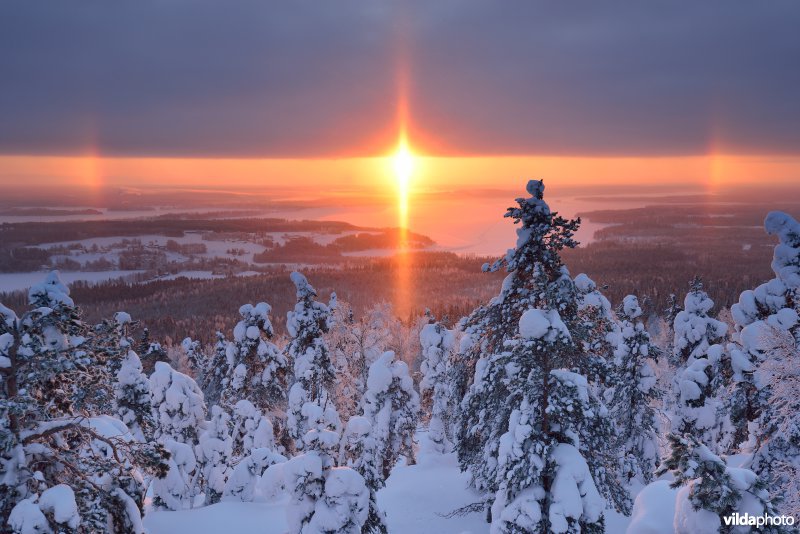 Zonsopgang boven Finse taïgawouden