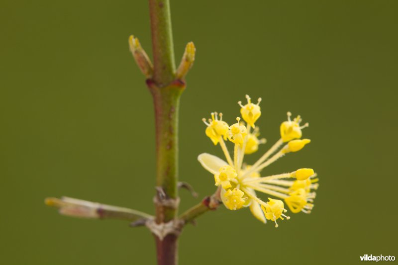 Bloemen van een gele kornoeljes