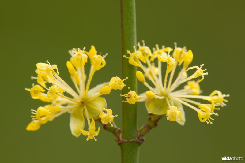 Bloemen van een gele kornoeljes