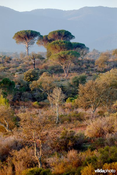 Zonsopgang in de Provence