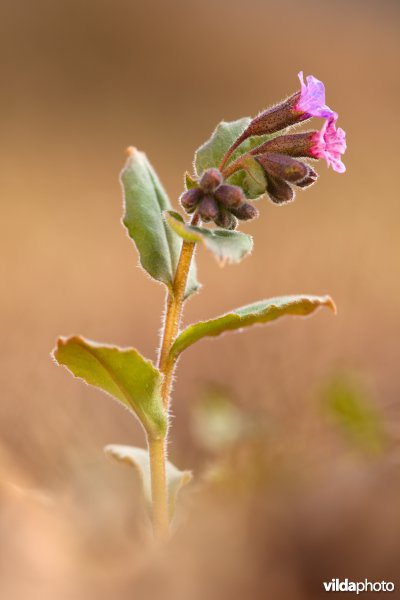 Ongevlekt longkruid in bloei