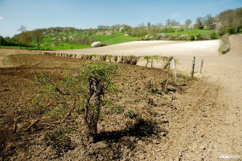 Restanten van een meidoornhaag